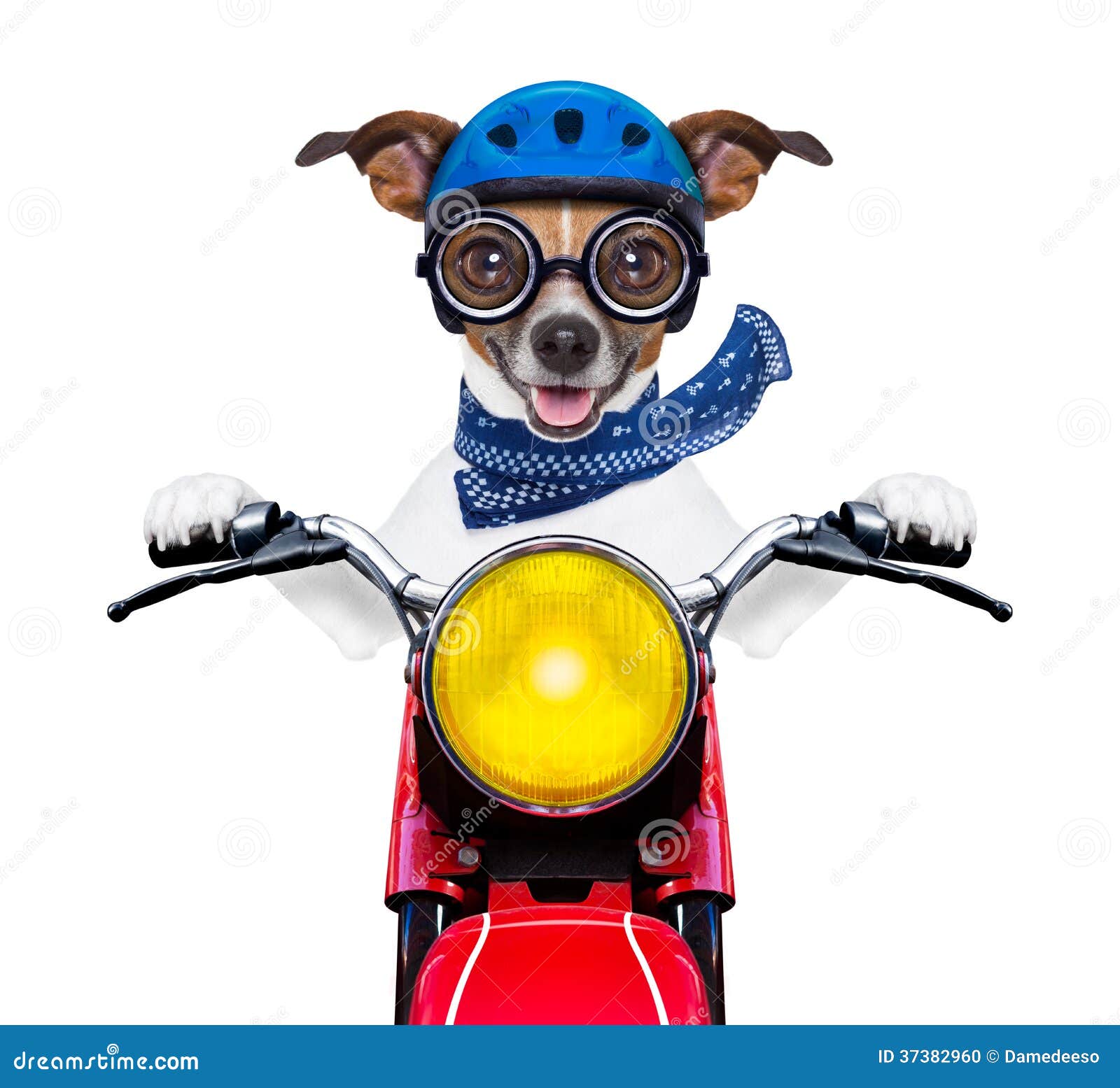 dog on motorcycle clipart - photo #18