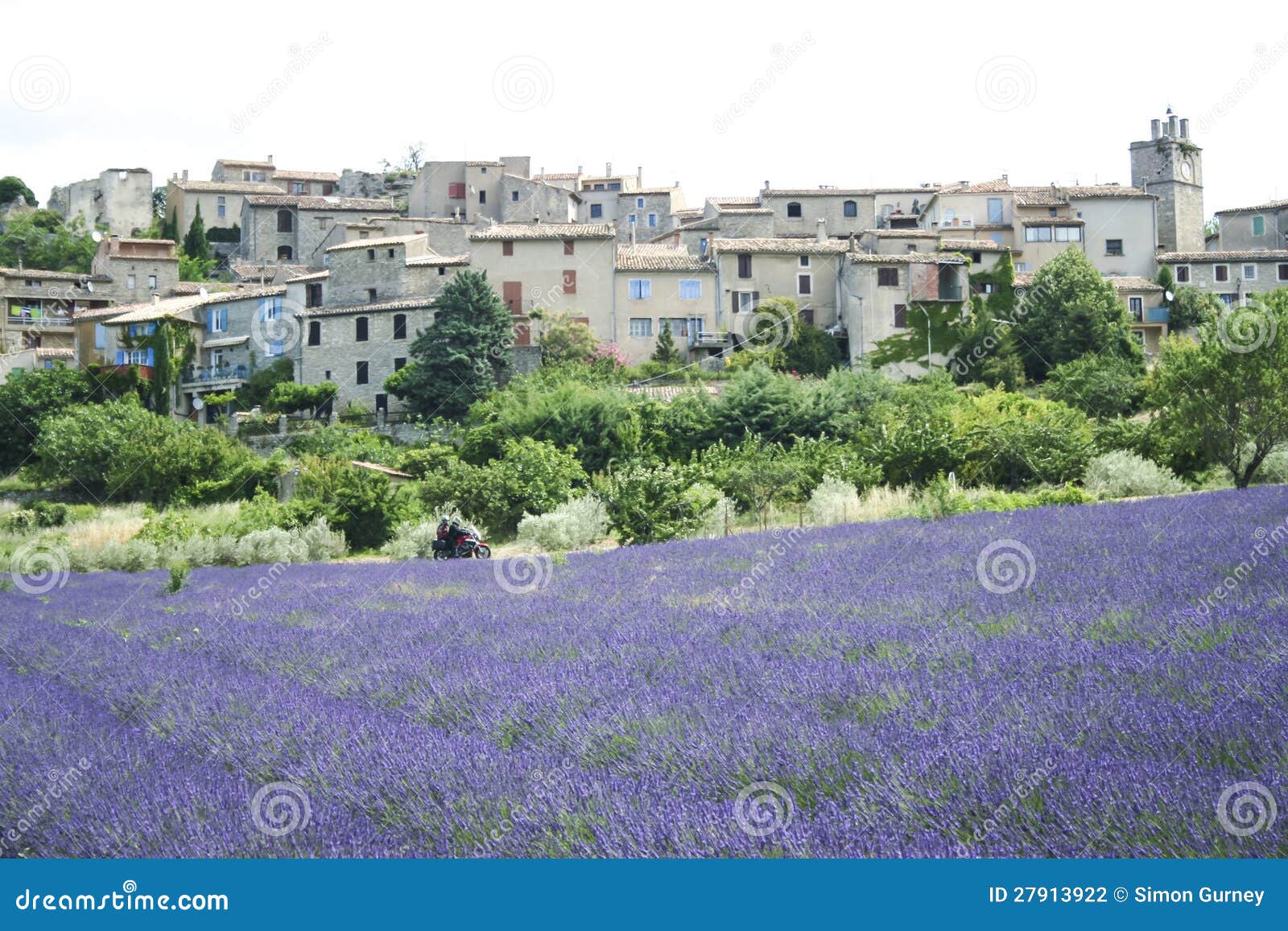 How to Grow Lavender - Gurney's Blog