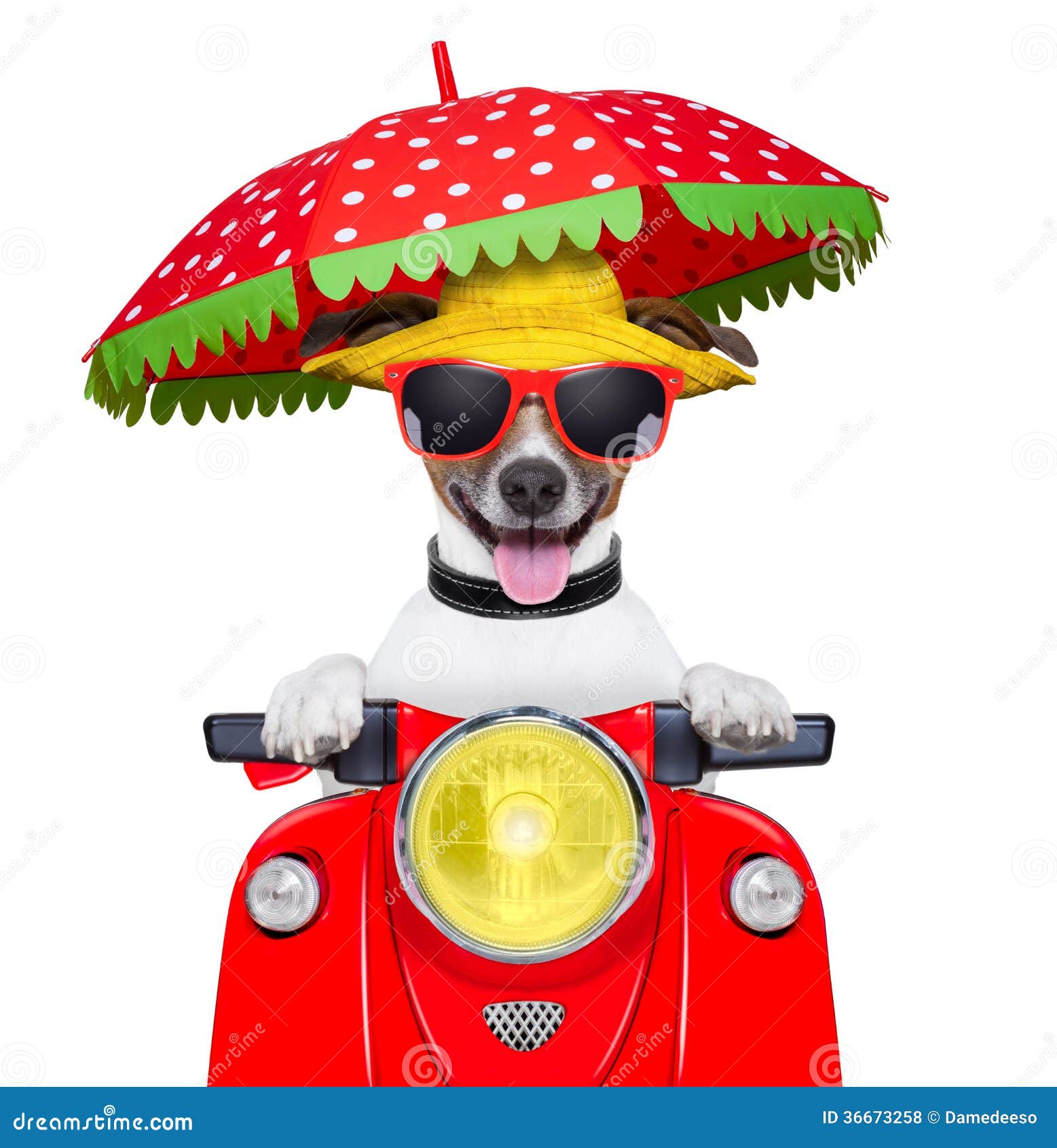 dog on motorcycle clipart - photo #38