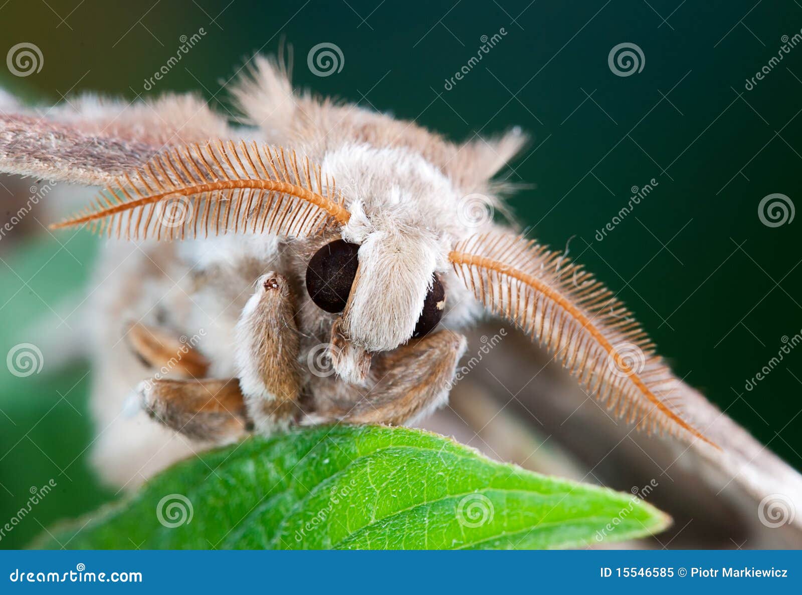 Makro der Pelzmotte auf einem Blatt