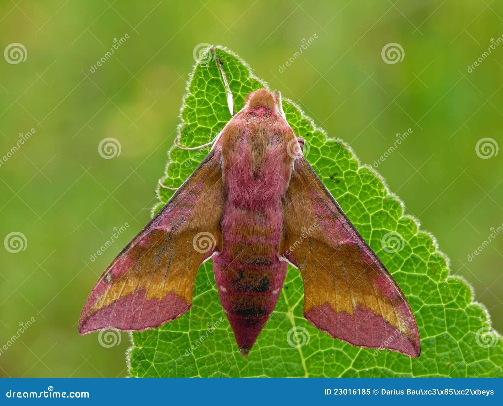 Die kleine Elefant-Falkemotte (Deilephila porcellus).