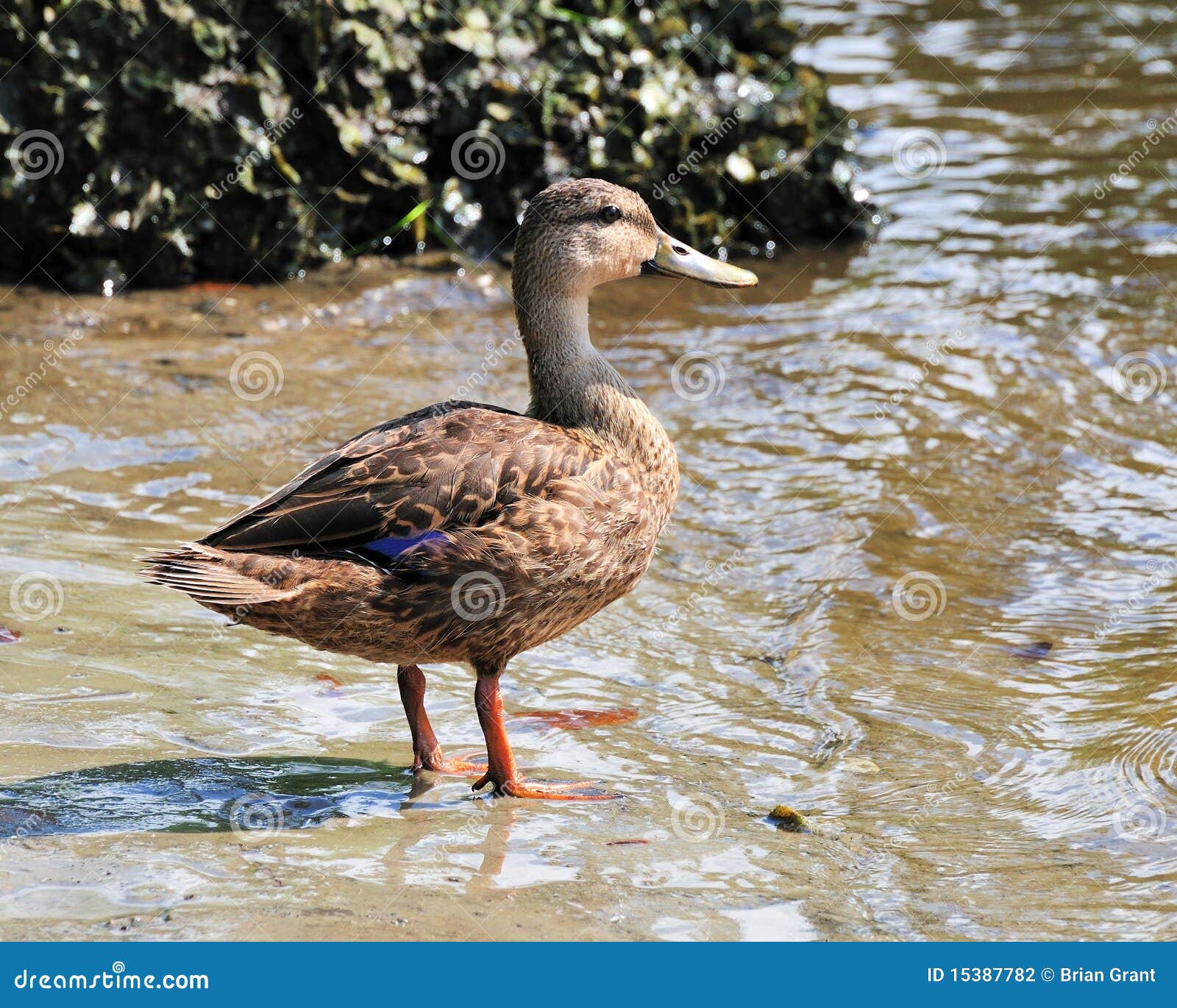 Florida Duck Identification Chart