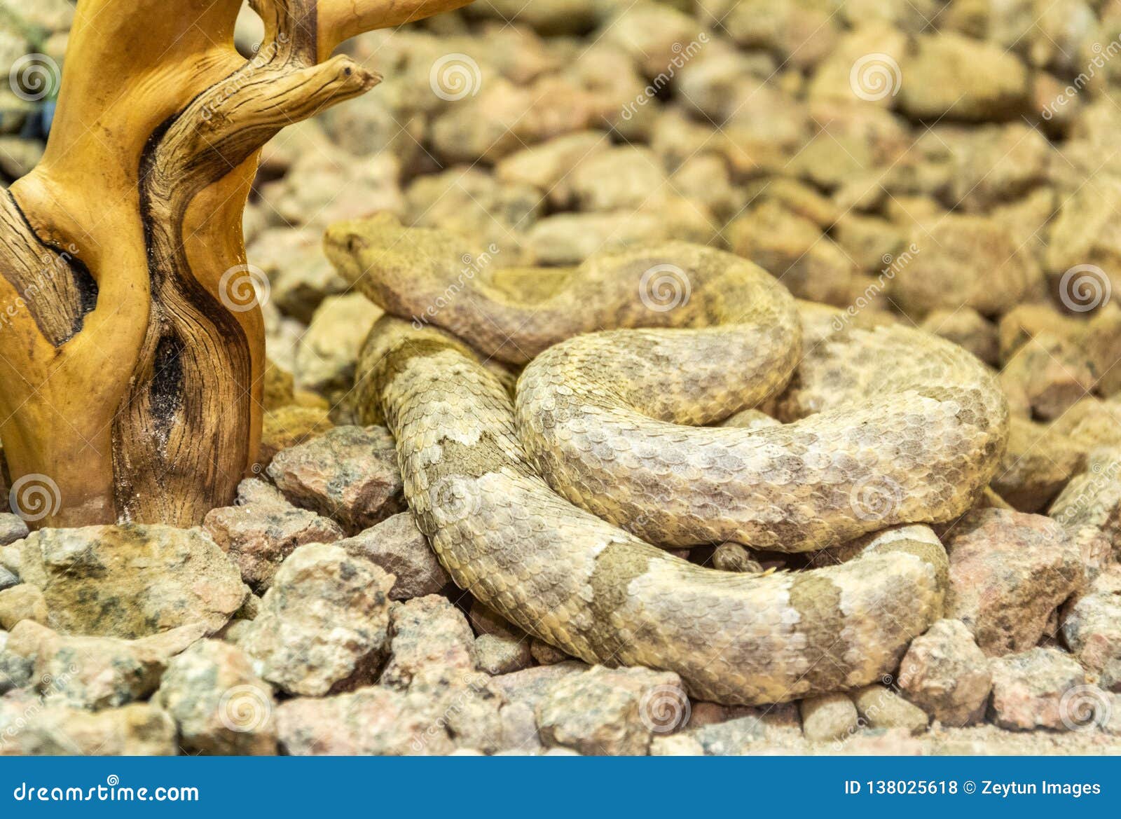 Mottled Rock Rattlesnake stock photo. Image of danger - 138025618
