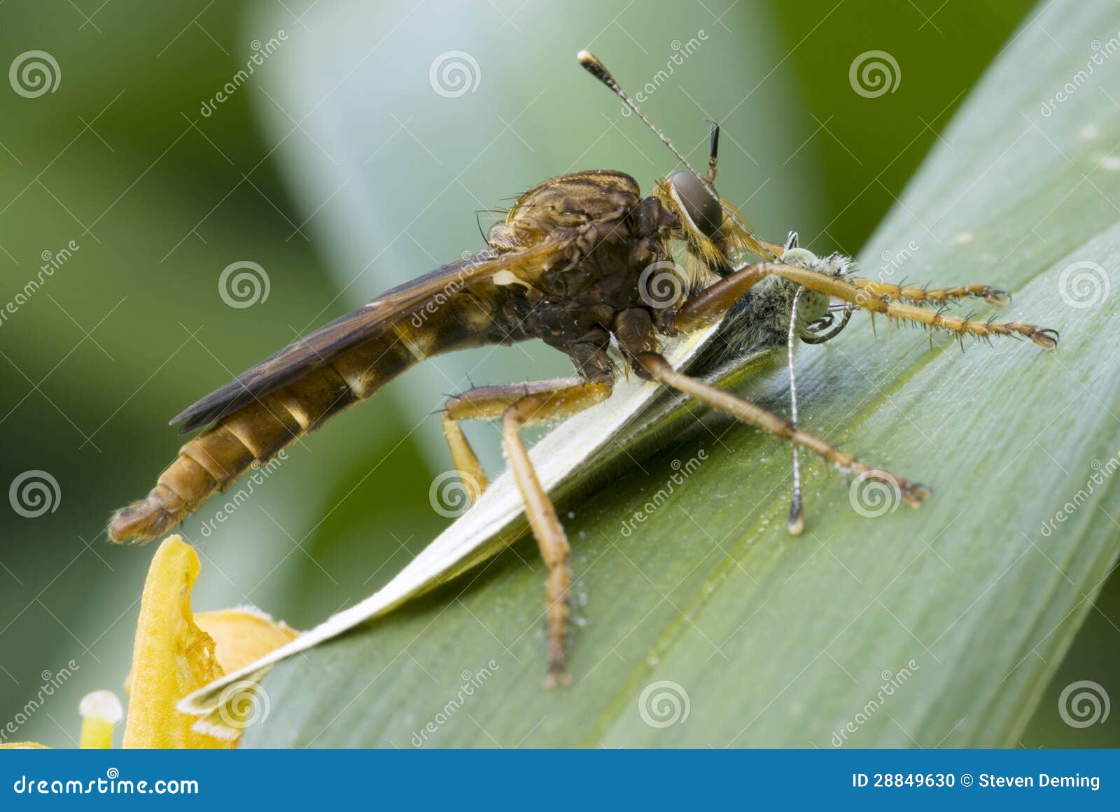 Mouche de voleur avec le guindineau de chou. Mouche de voleur (espèces de Diogmites) avec sa proie, un guindineau de chou (rapae Linnaeus de Pieris), dans un jardin en Barry Cie., Mich.