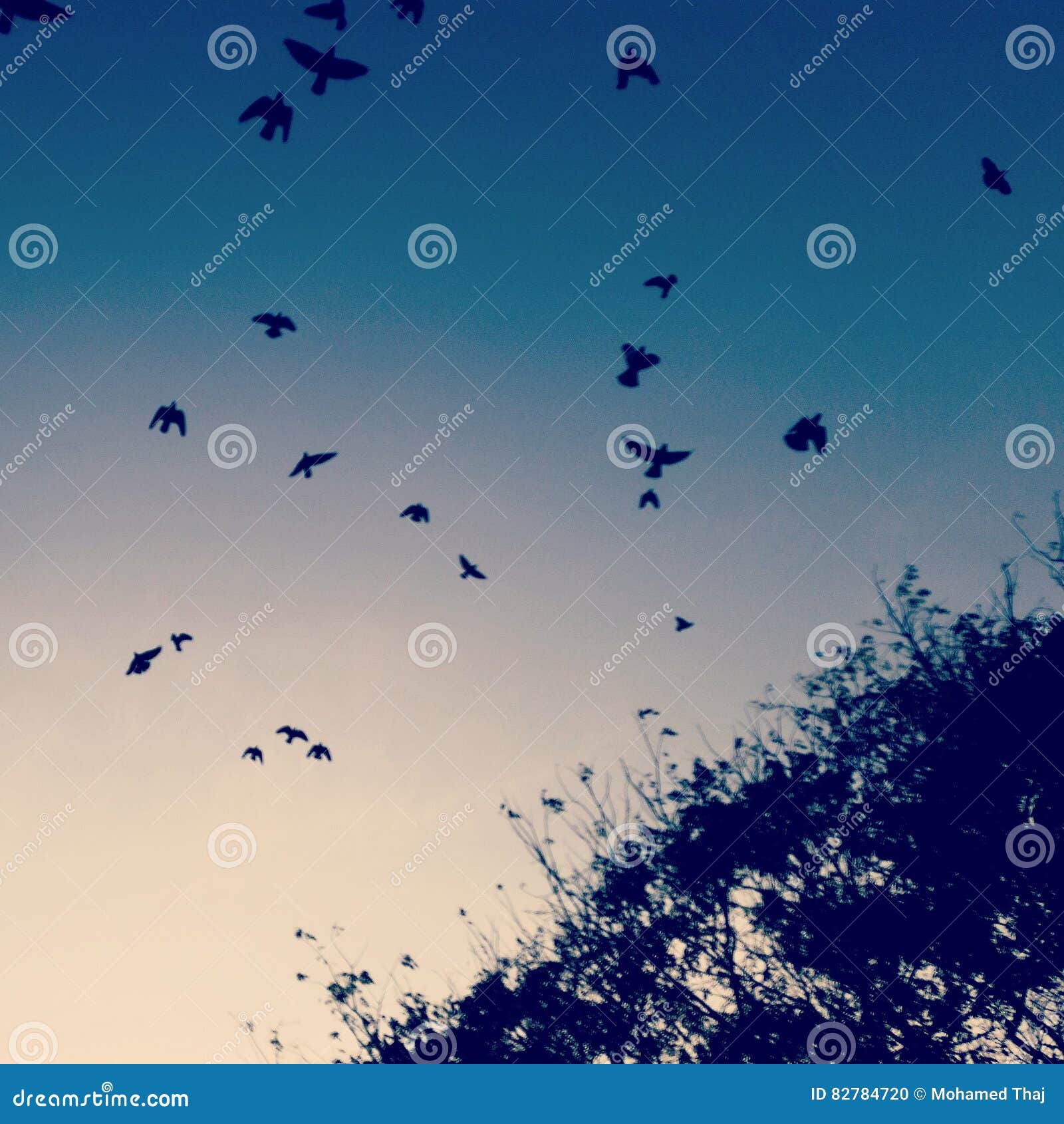 Mouche Gratuite Photo Stock Image Du Mouche Ciel Oiseaux