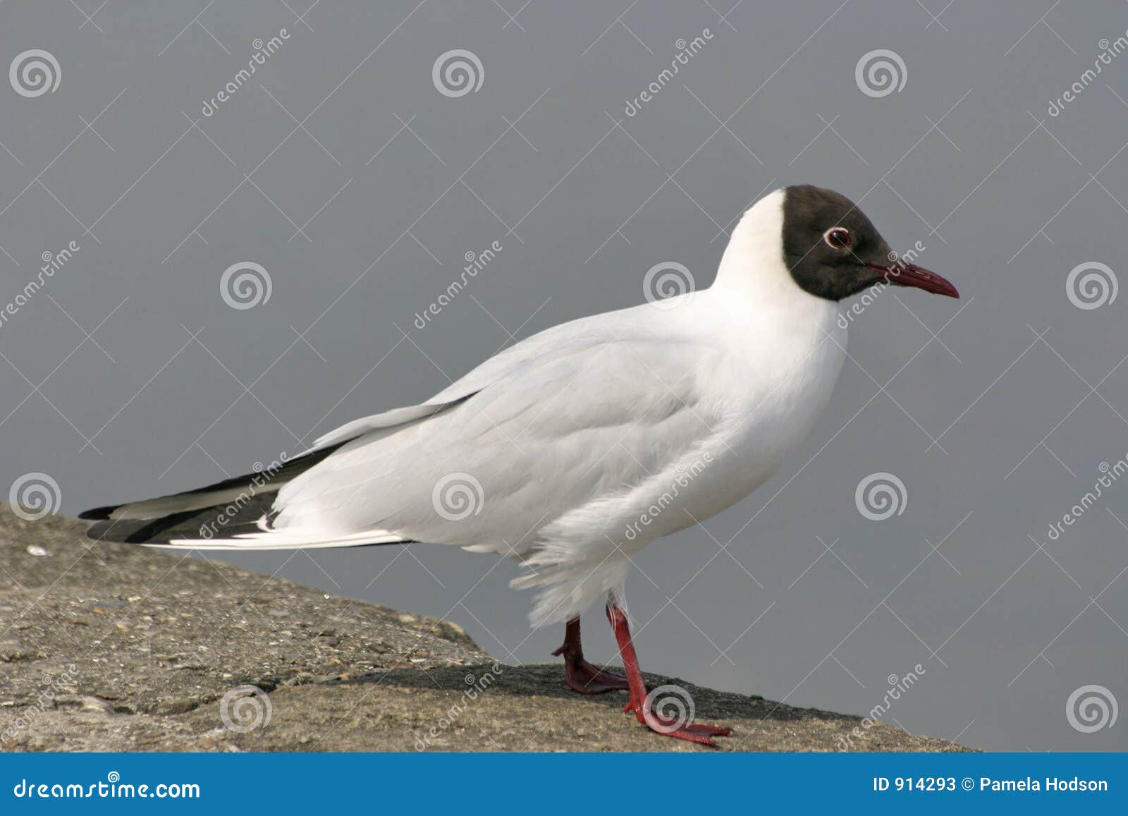 Mouette à Tête Noire Image Stock Image Du Dirigé Oiseau