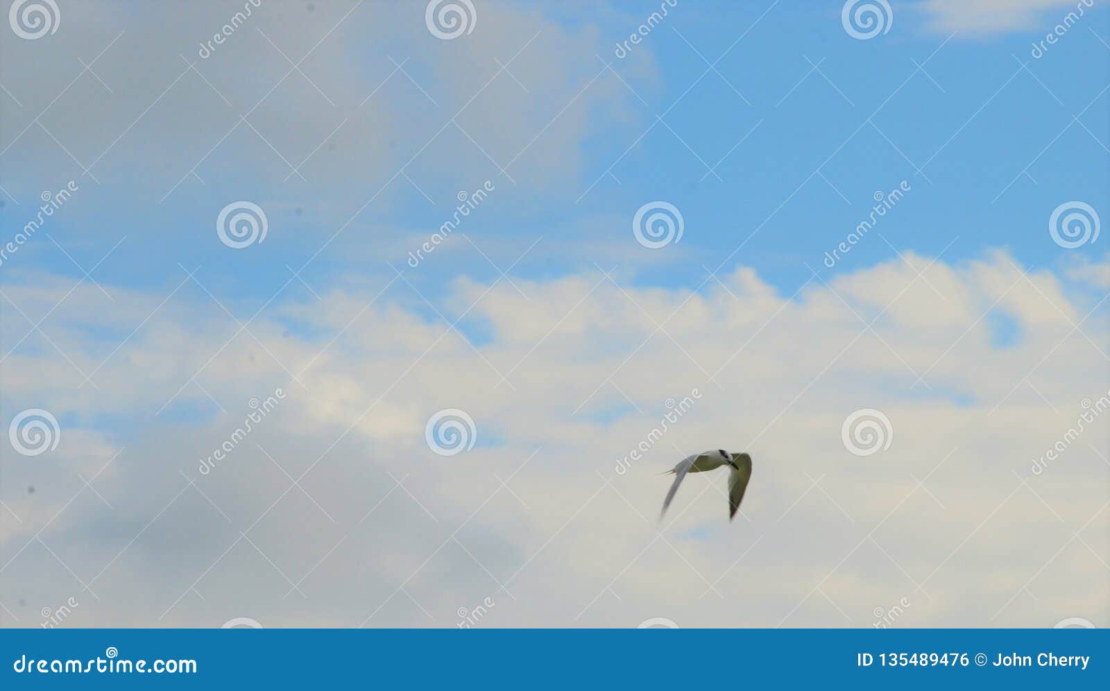 Scène potentielle de fond d'une mouette solitaire, dépeignant la solitude, l'indépendance, beauté