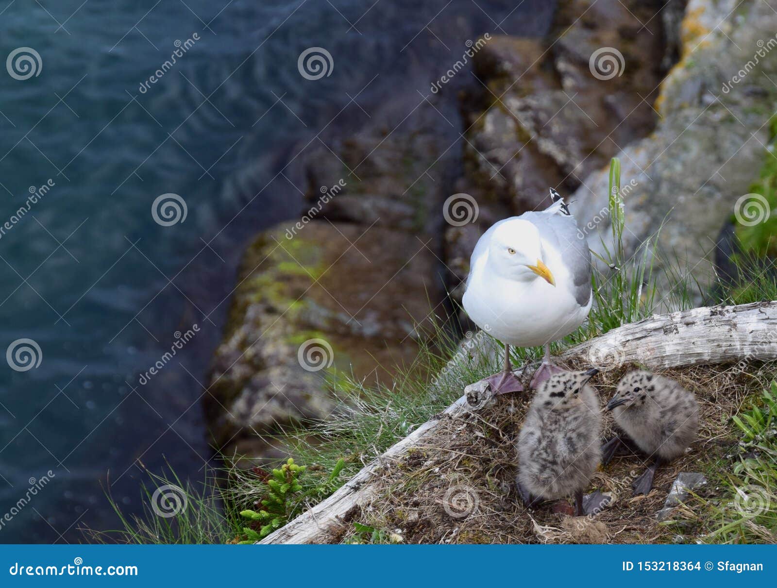 Mouette Avec Deux Poussins De Mouette De Bebe Photo Stock Image Du Roche Bord