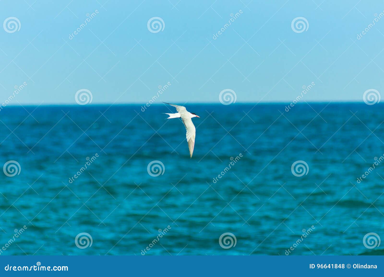 Mouette blanche d'oiseau volant au-dessus de la mer de turquoise, ailes répandues, ciel bleu d'espace libre horizon, été, liberté, inspirée