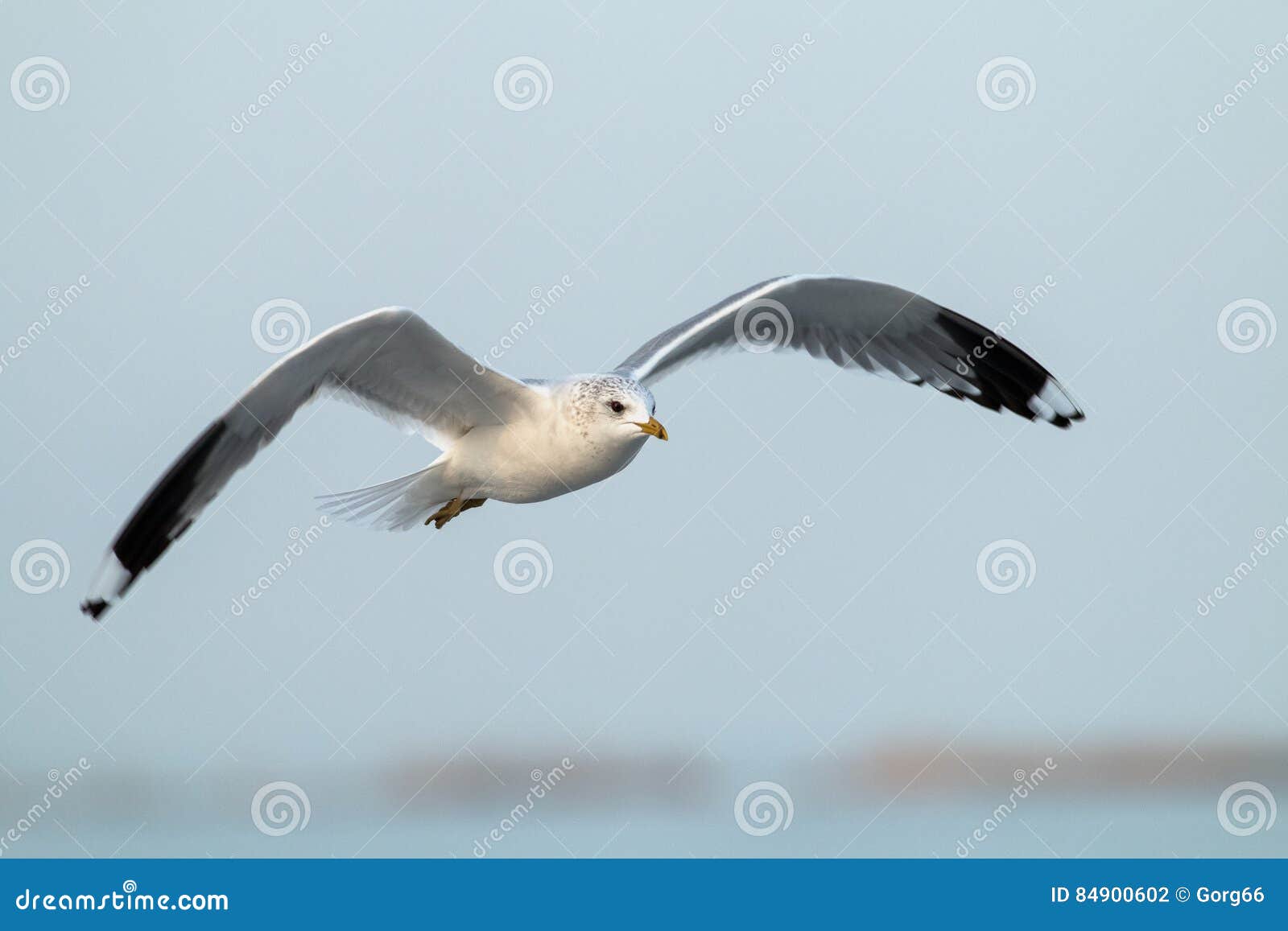 Mouette En Vol Photo Stock Image Du Gris Horizon Beau Mouette En Vol Photo Stock Image Du Gris Horizon Beau