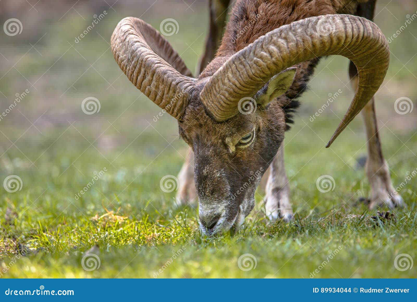 mouflon head