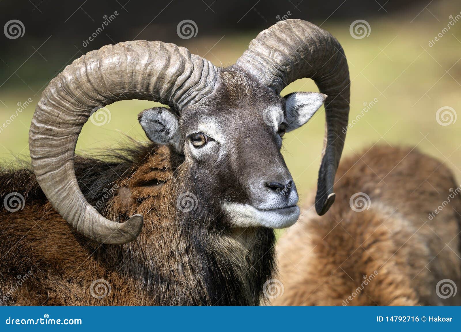 mouflon, ovis aries