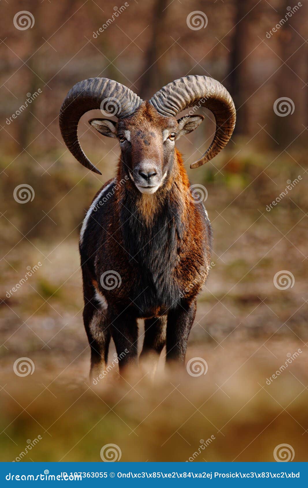 mouflon, ovis orientalis, forest horned animal in the nature habitat, portrait of mammal with big horn, face to face view, praha,