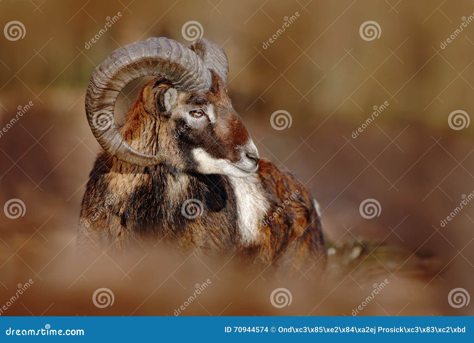 Mouflon, Ovis Orientalis, Forest Horned Animal in the Nature Habitat,  Portrait of Mammal with Big Horn, Praha, Czech Republic Stock Photo - Image  of praha, republic: 70944574