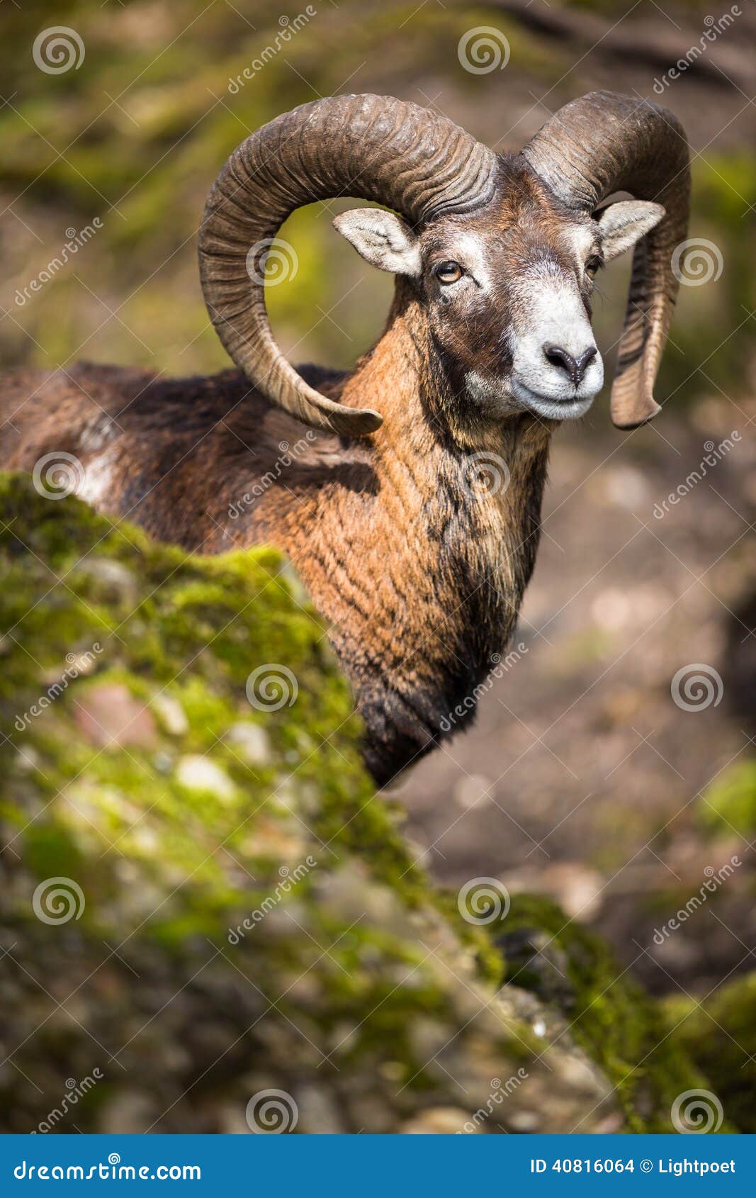the mouflon (ovis orientalis)