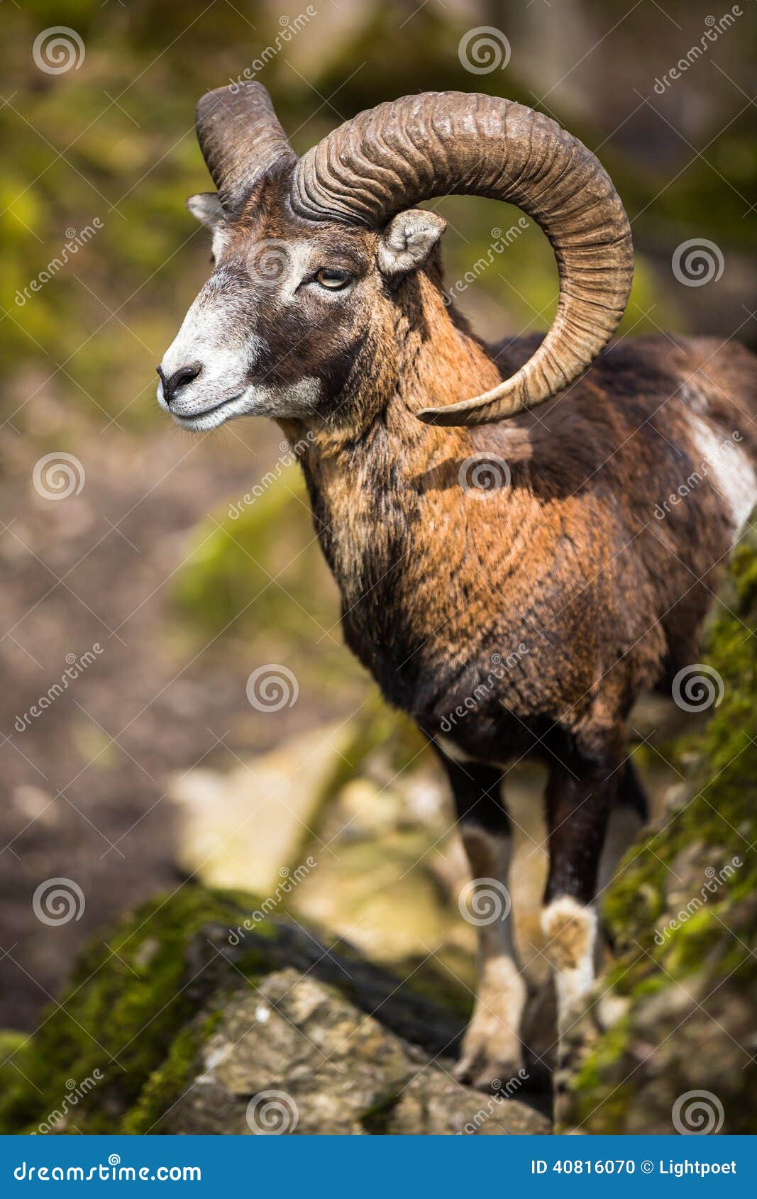 the mouflon (ovis orientalis)