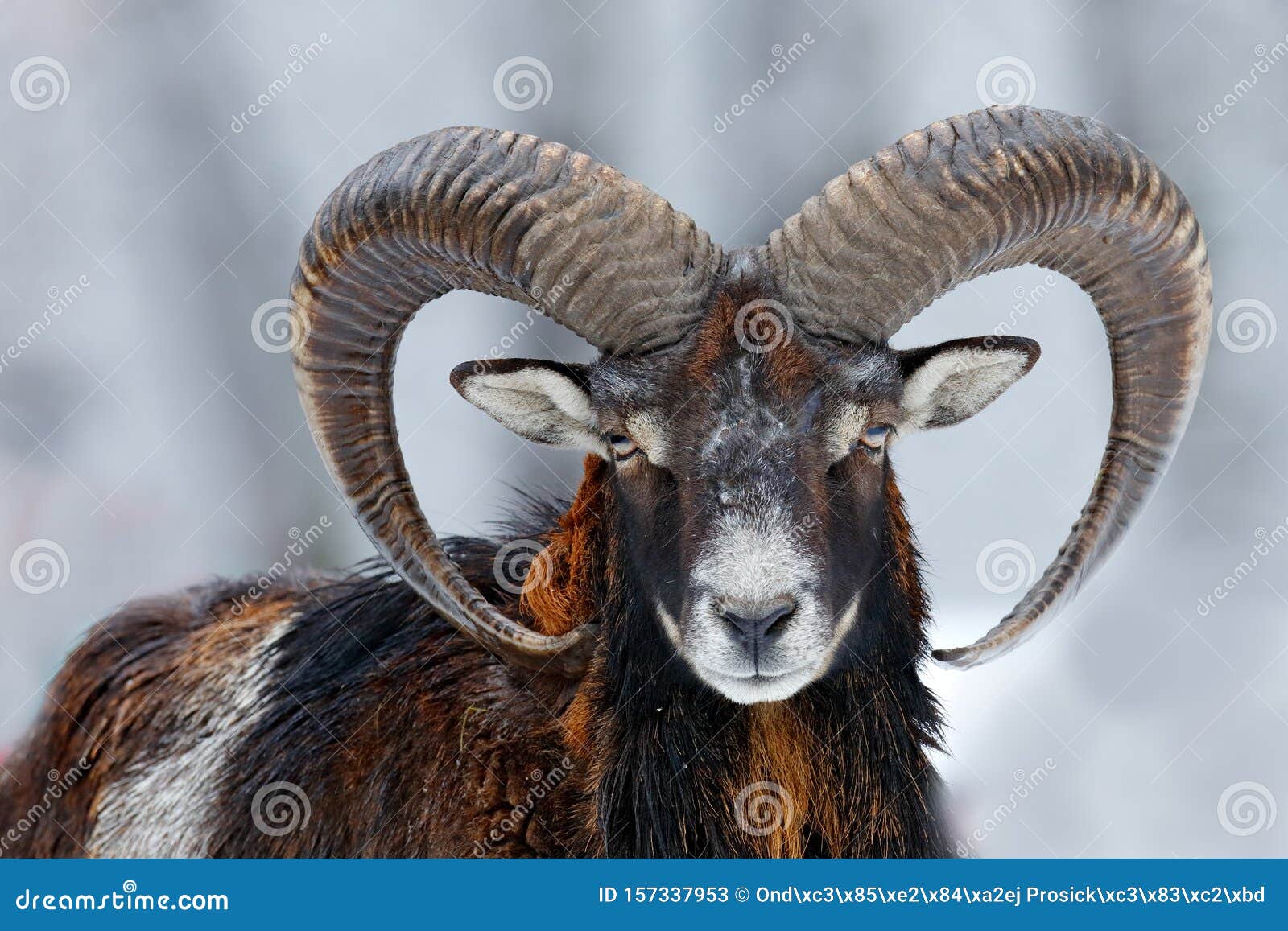 mouflon, ovis orientalis, horned animal in snow nature habitat. close-up portrait of mammal with big horn, czech republic. cold