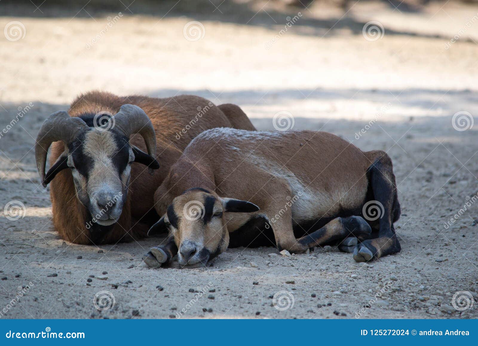Dessin médiéval de deux moutons | coloriage gratuites à imprimer, image size:1600x1157