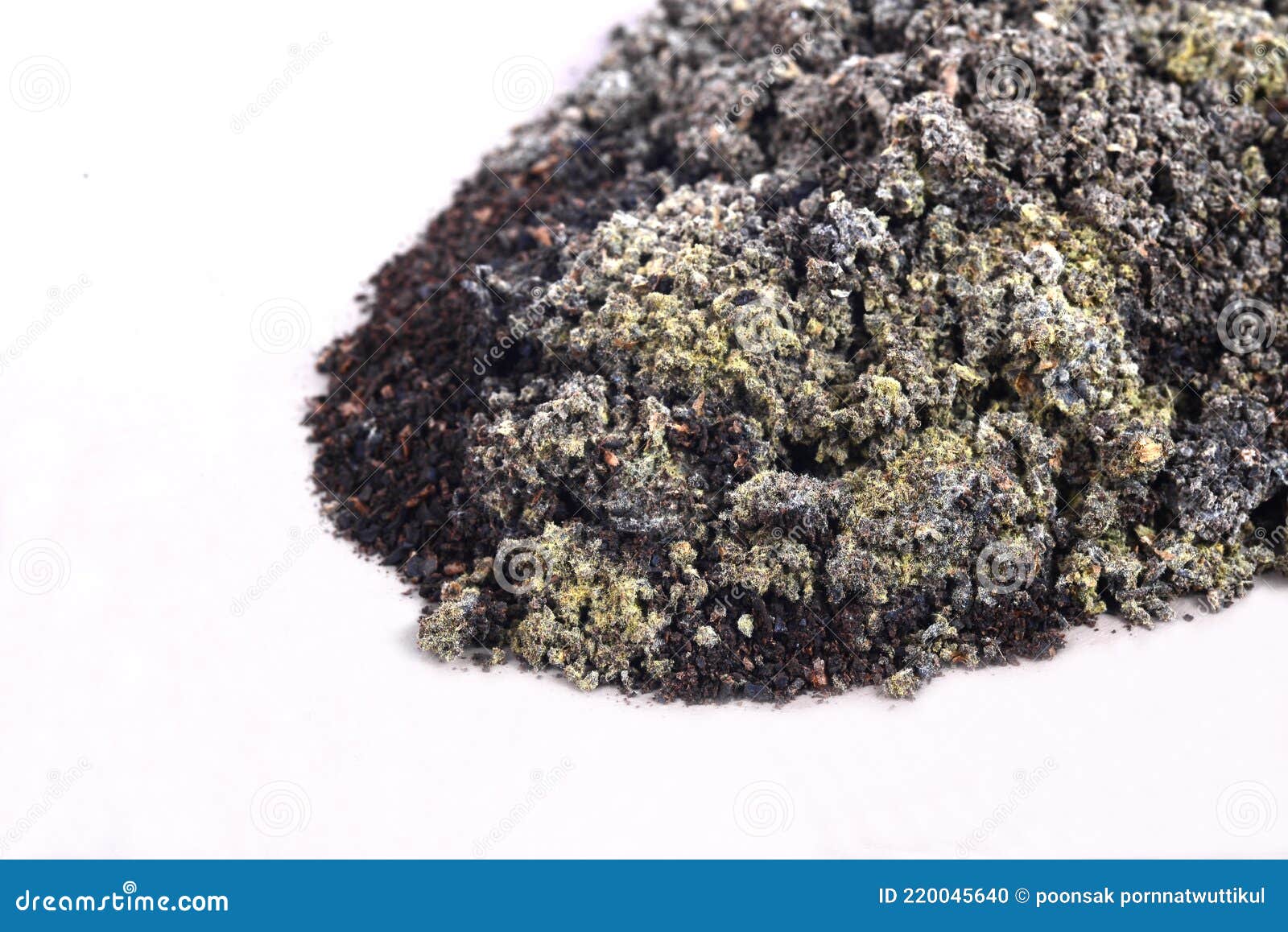 Mould Growing on Coffee Grounds Stock Photo Image of food, fungi