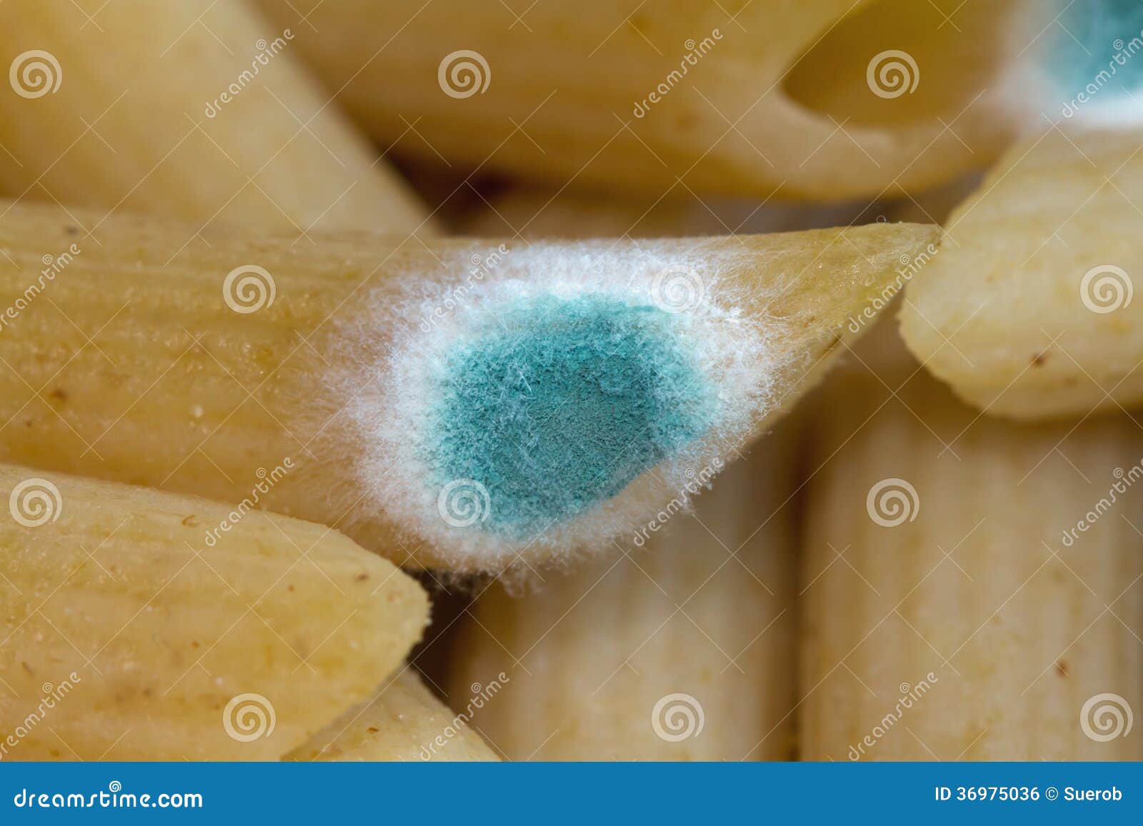 Mould on Pasta stock photo. Image of cooked, green, spores 36975036