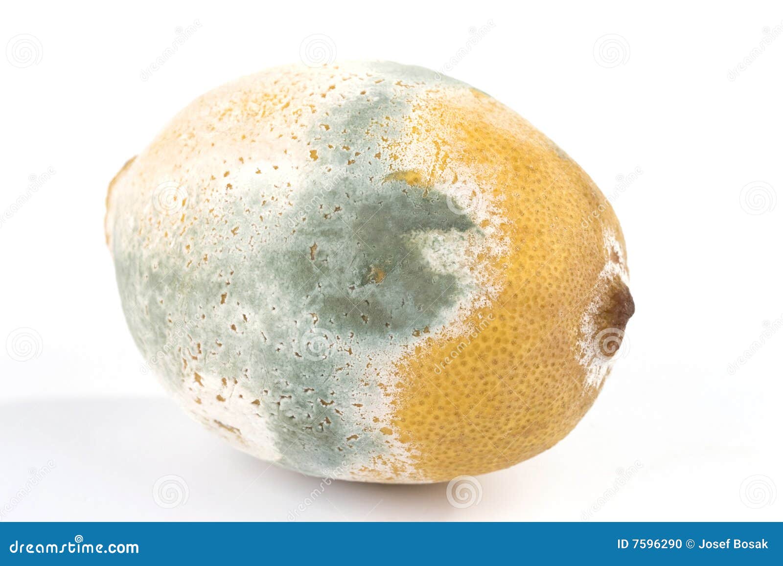 Mouldy lemon stock photo. Image of fungal, unhealthy, fungus 7596290