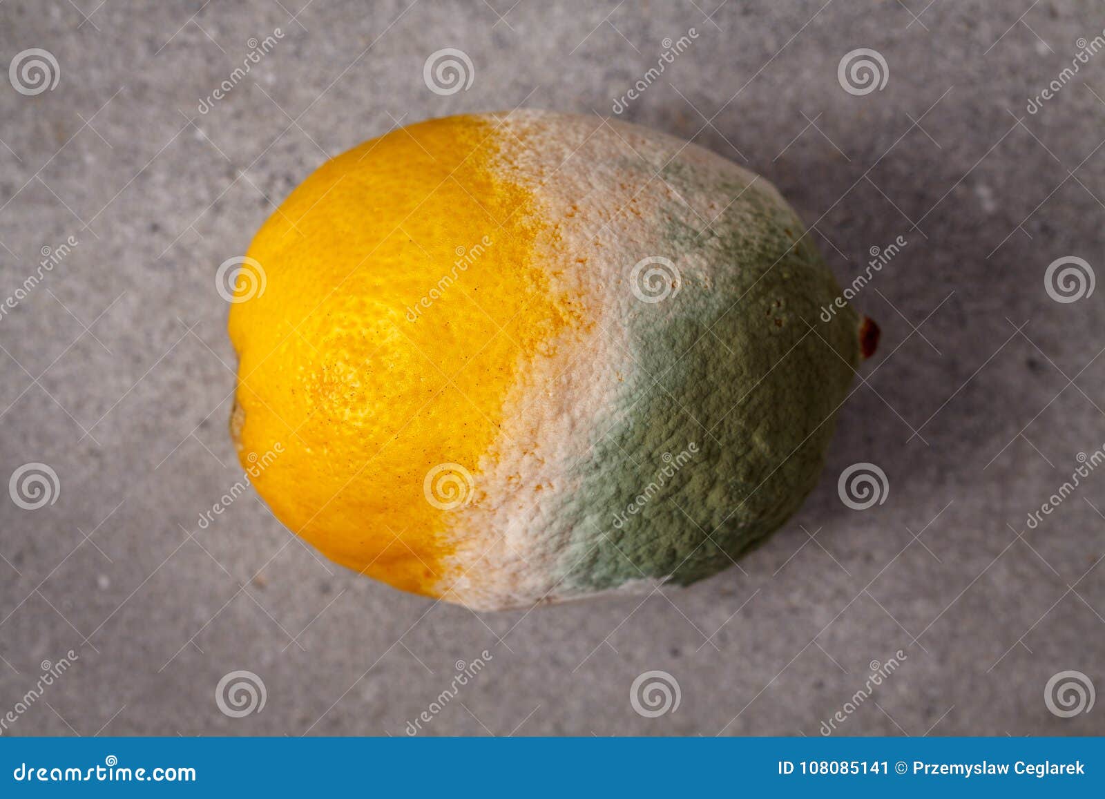 Mouldy lemon. stock image. Image of fungal, unhealthy 108085141
