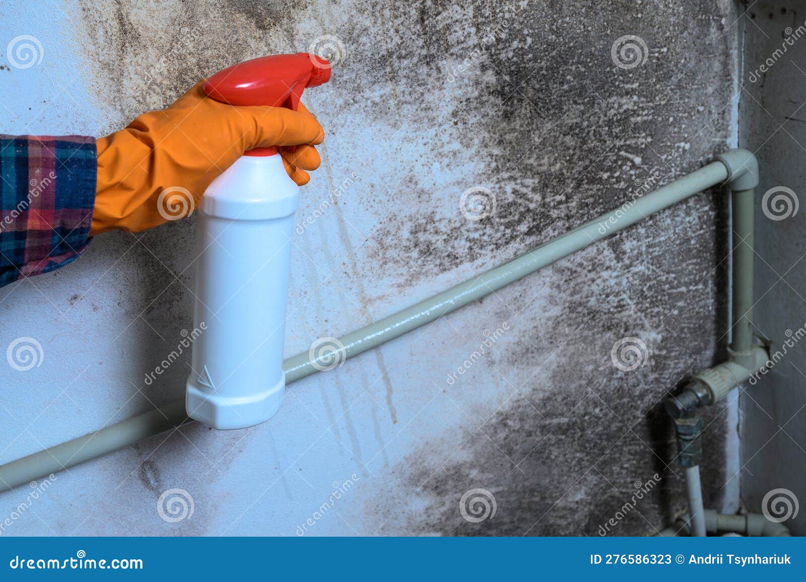 moule sur le mur, une Humain main dans une caoutchouc gant Vaporisateurs le  anti-moisissure produit sur le mur. 25226858 Photo de stock chez Vecteezy