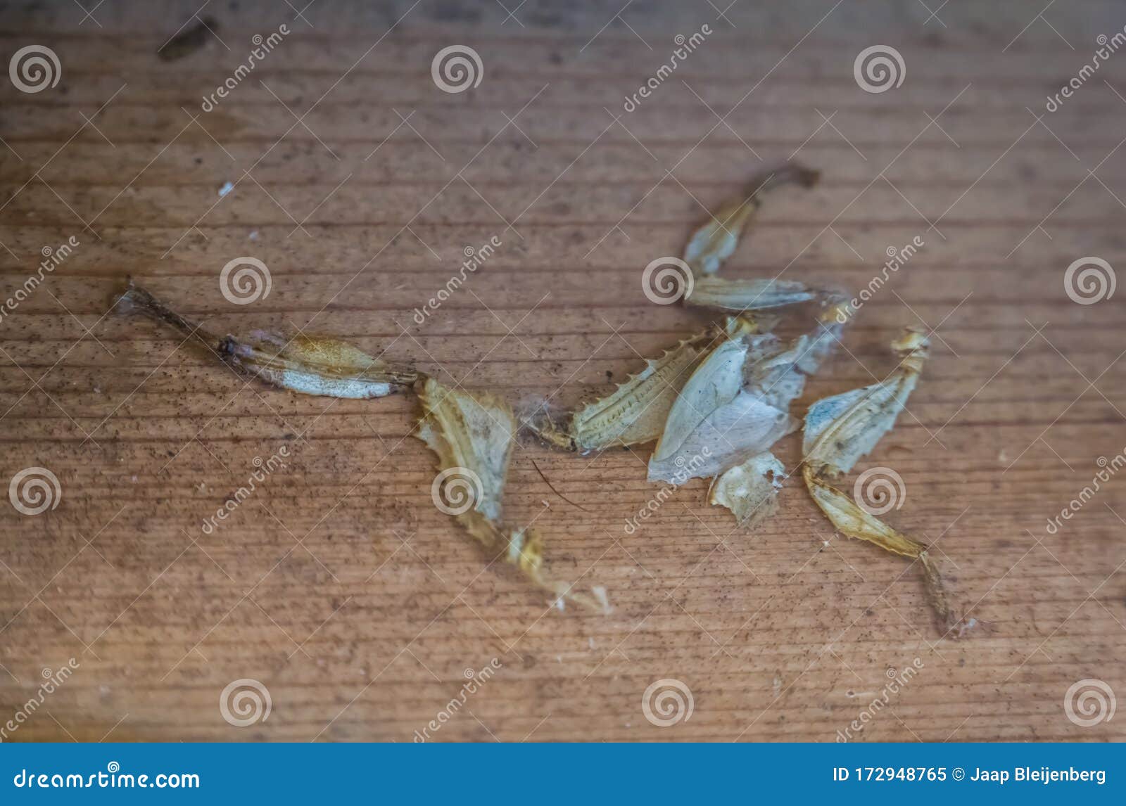 Moult of a Spiny Leaf Insect, Bug Shedding, Tropical Walking Stick