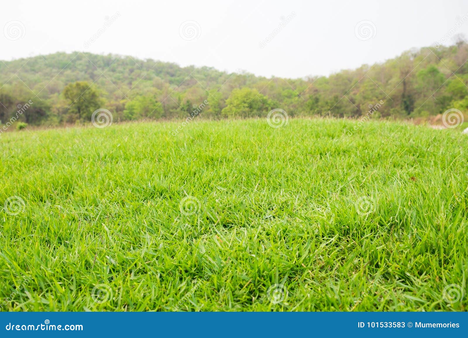 mound slope green grass