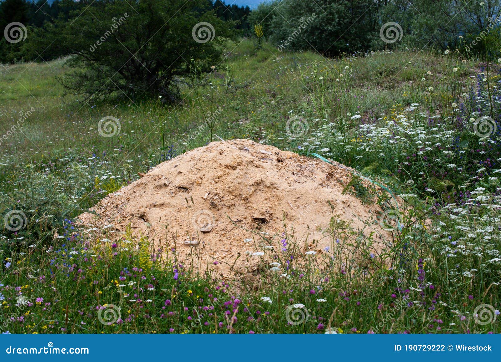 Mound of Soil on a Field with Colorful Flowers Stock Photo Image of
