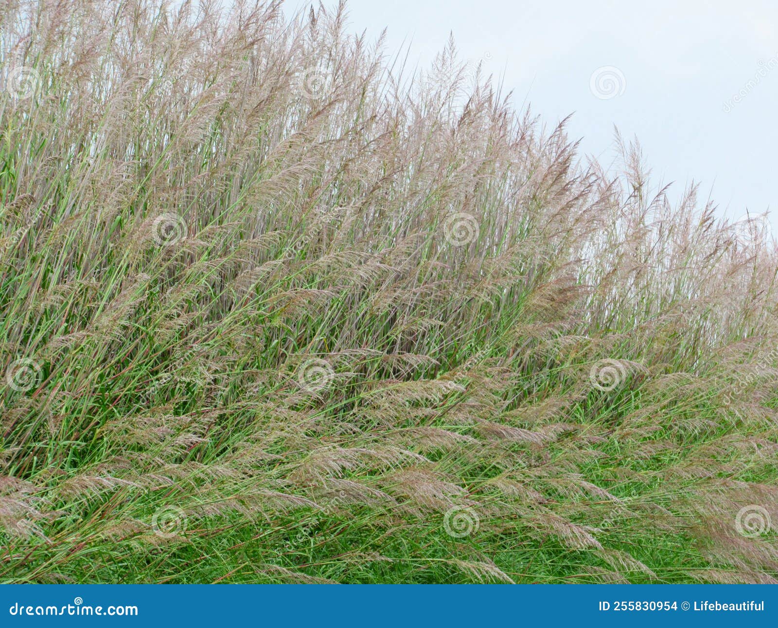 Dune grass stock photo. Image of leaf, field, wind, dune 255830954