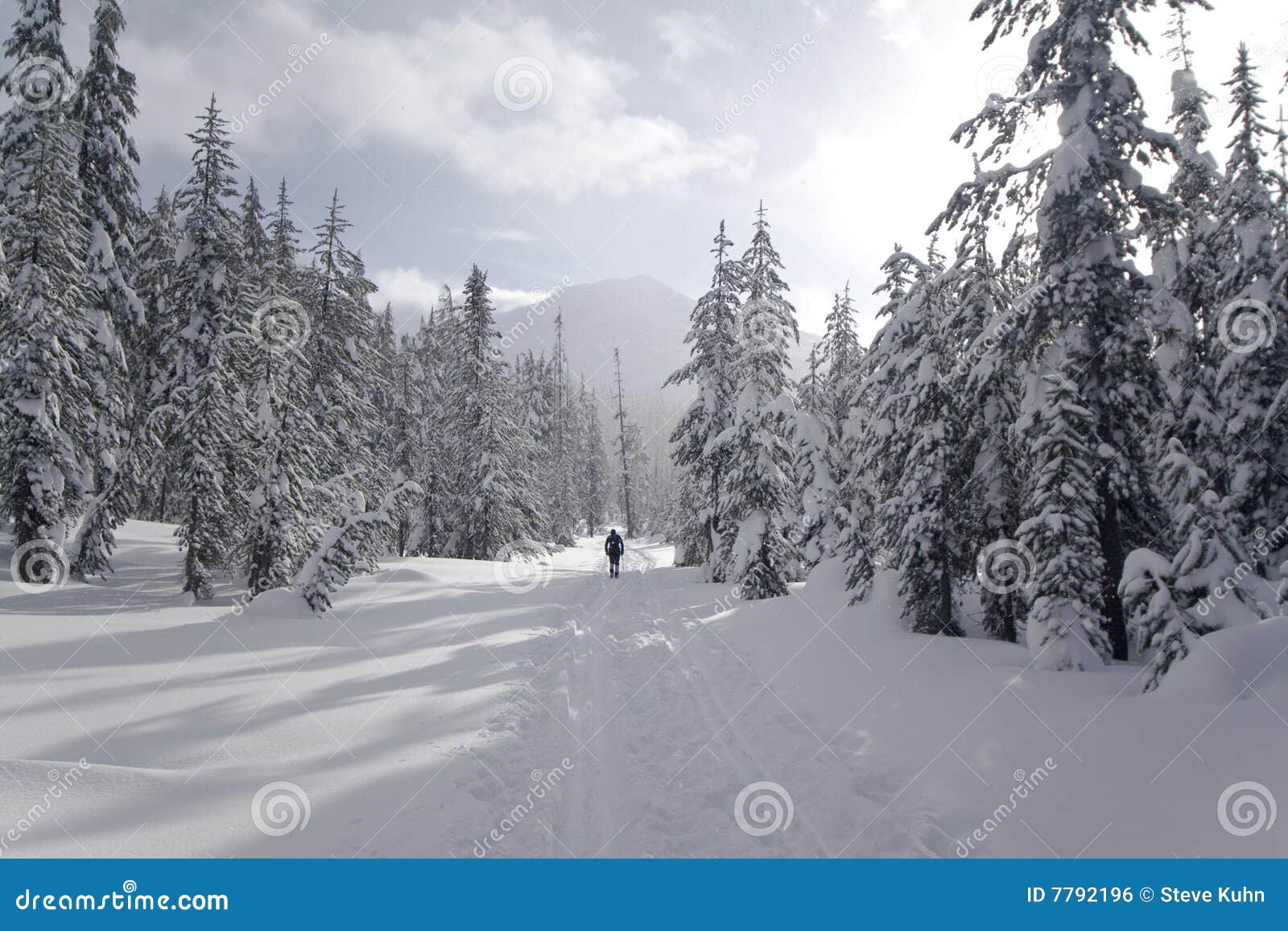 Mount Bachelor XC Skiing stock photo. Image of cascades 7792196