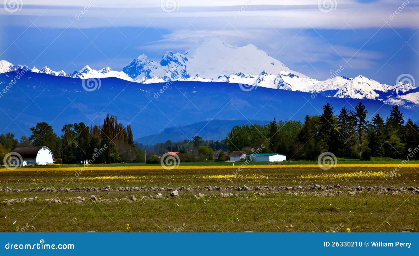 Mount Baker Skagit Yellow Flowers Washington Stock Photo Image of