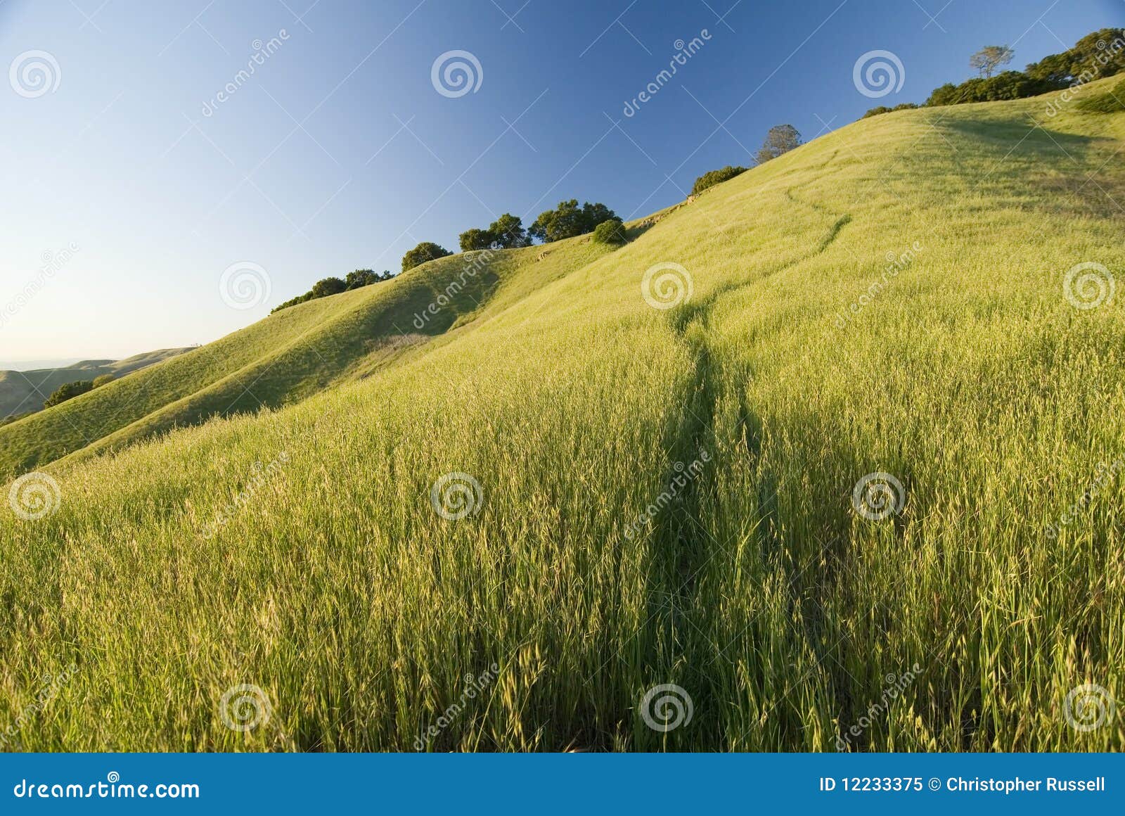 mount diablo state park in summer