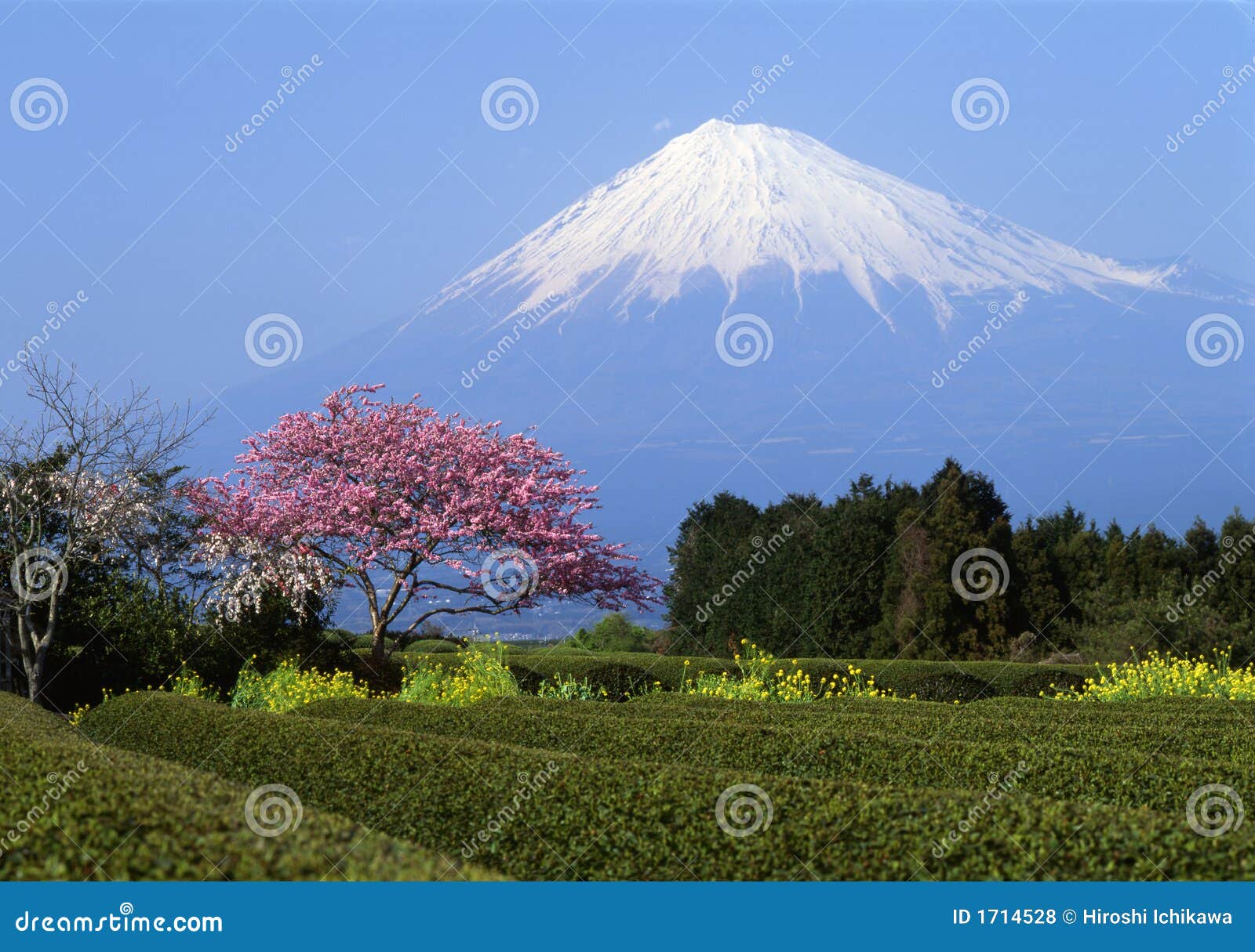 mount fuji i