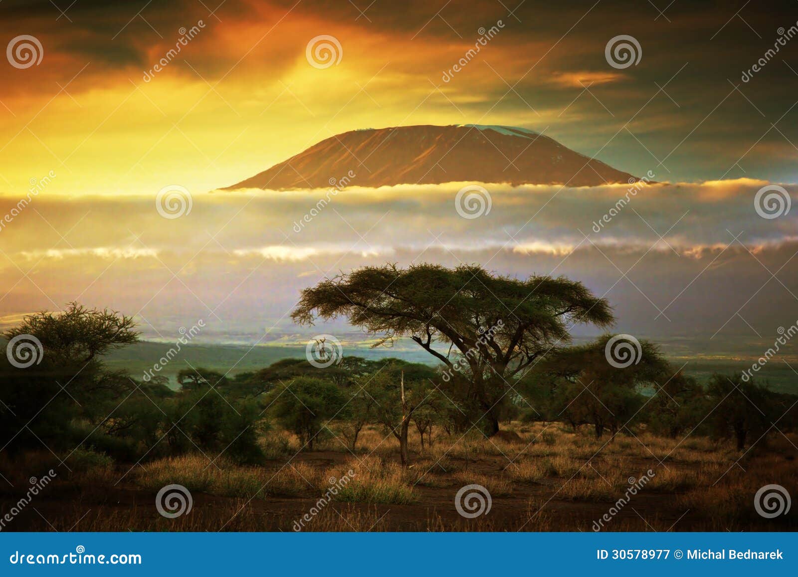 mount kilimanjaro. savanna in amboseli, kenya