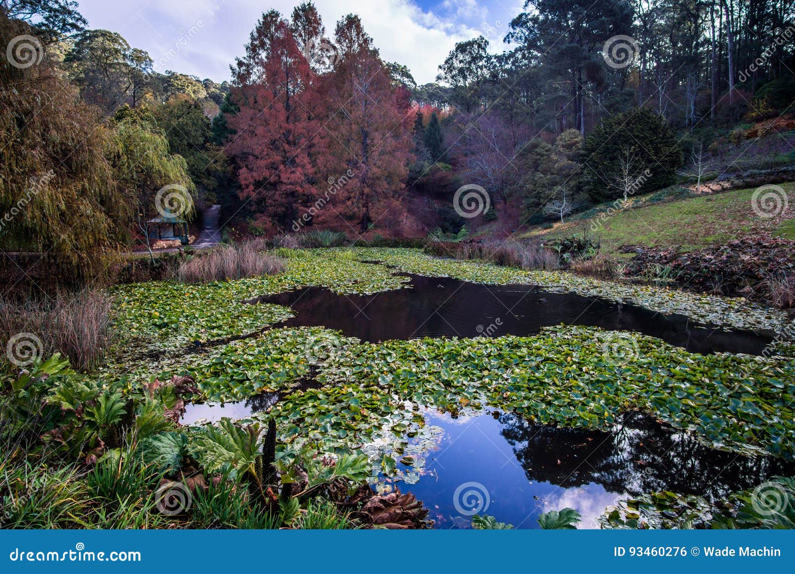 Mount Lofty Botanic Gardens Lake And Trees Stock Photo Image Of