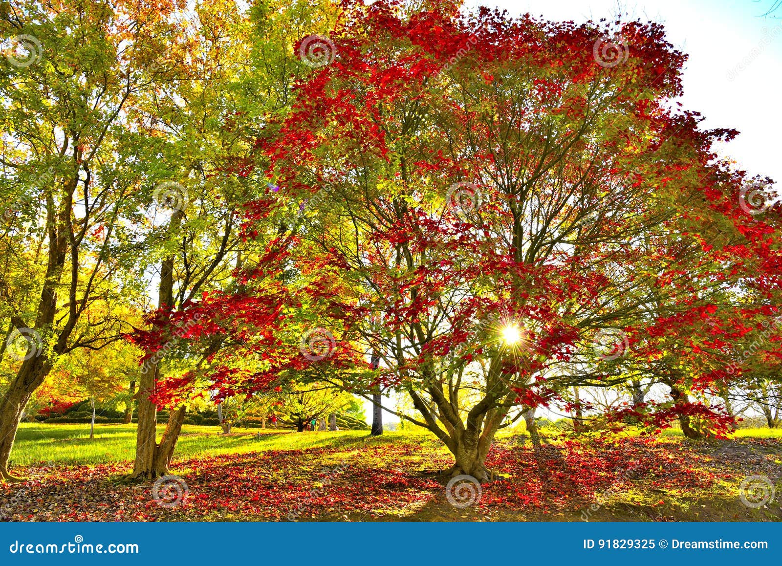 Mount Lofty Botanic Gardens Stock Image Image Of Autumn Mount