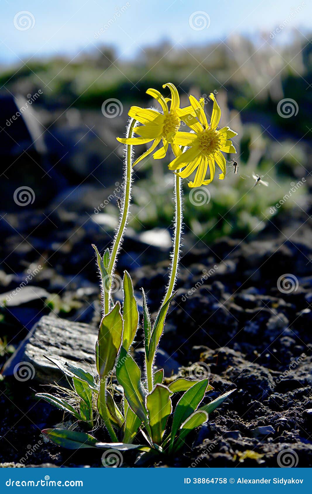 mountain arnica flowers covered tundra.