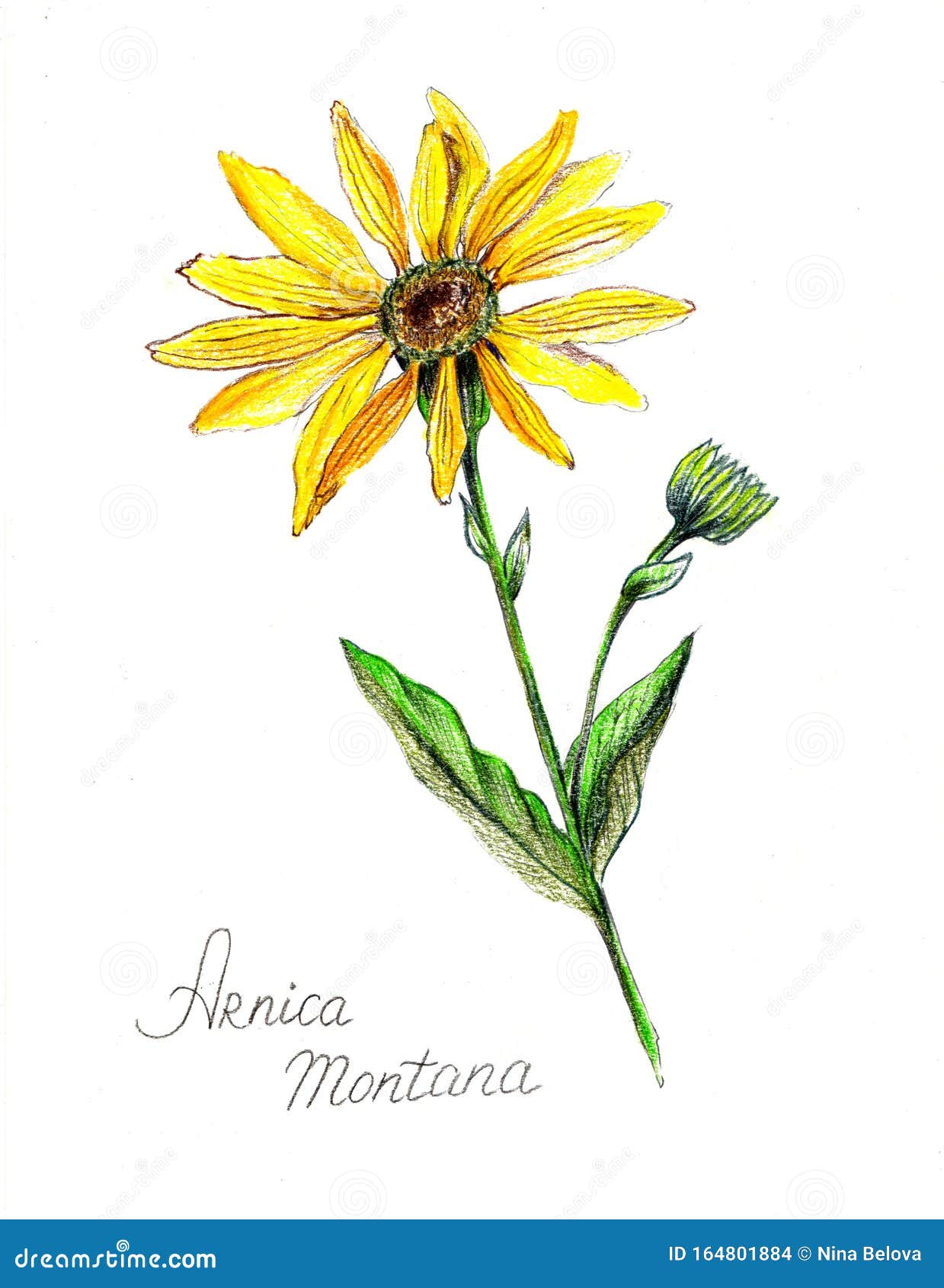 mountain arnica pencil drawn.  of yellow flower