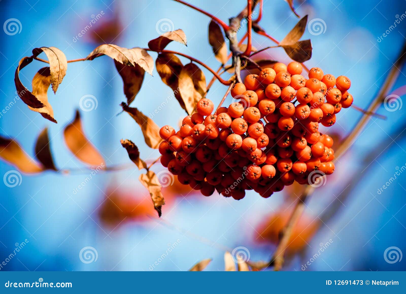 Mountain ash stock image. Image of autumn, bunch, deciduous 12691473