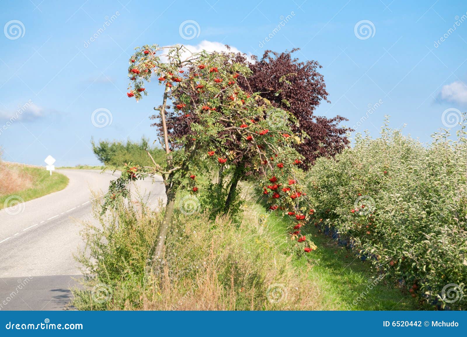 Mountain ash stock photo. Image of sunny, sunlight, ashberry 6520442