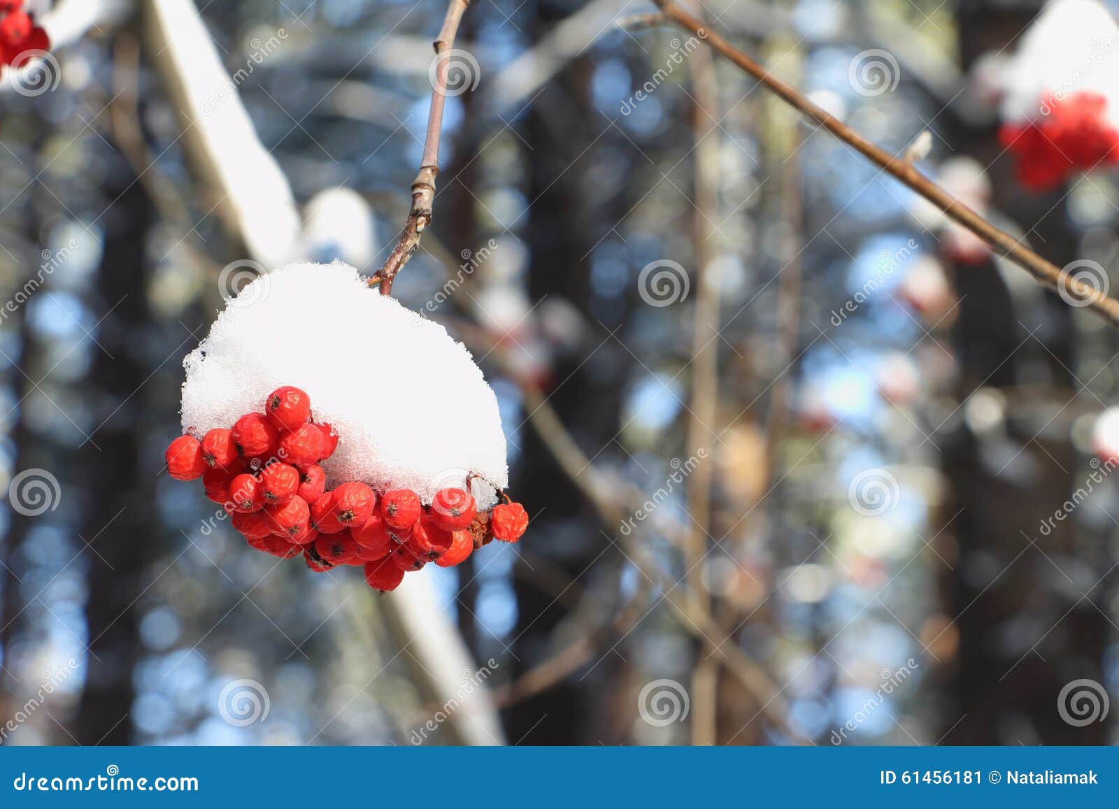 Mountain Ash Berries in Snow on a Branch of a Tree Stock Image - Image ...