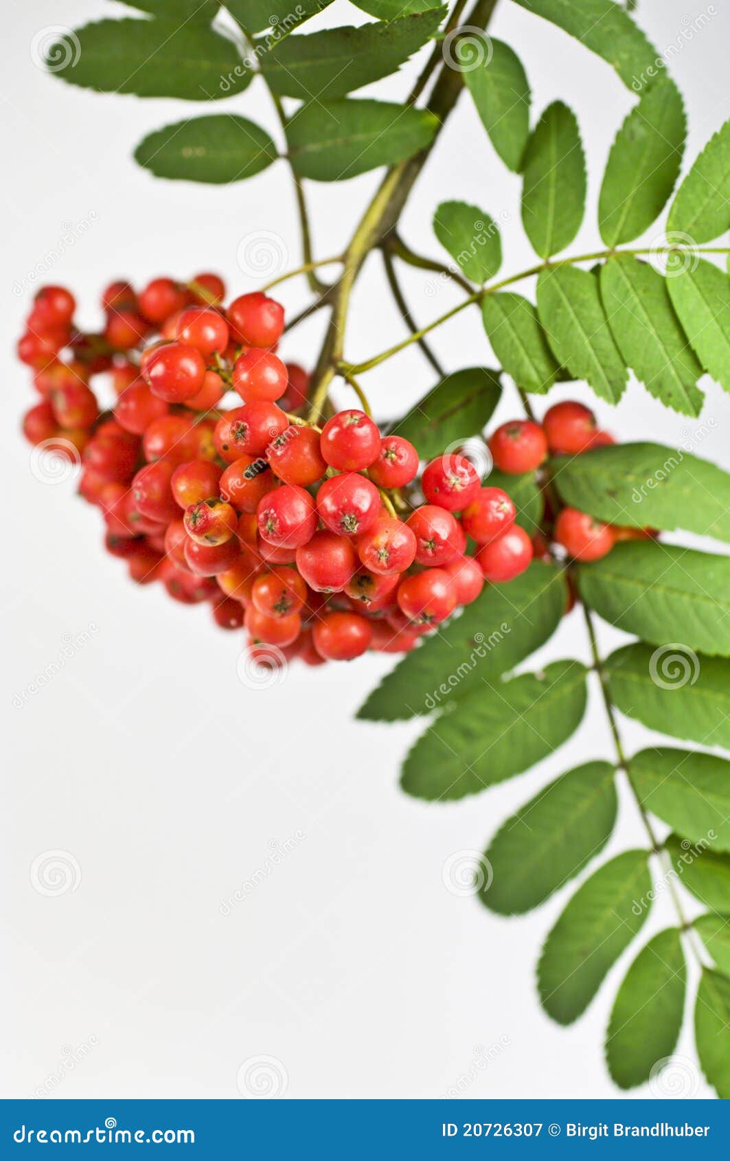 Mountain ash berry stock image. Image of ripe, sorb, healthy - 20726307