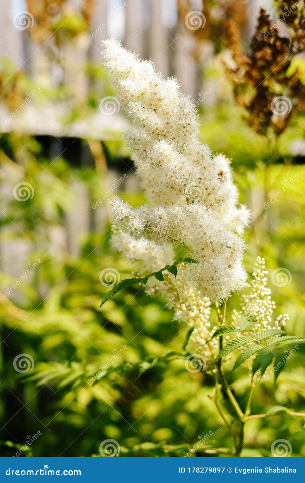 Mountain Ash Flowering in a Flowerbed in a Country Garden Stock Image ...