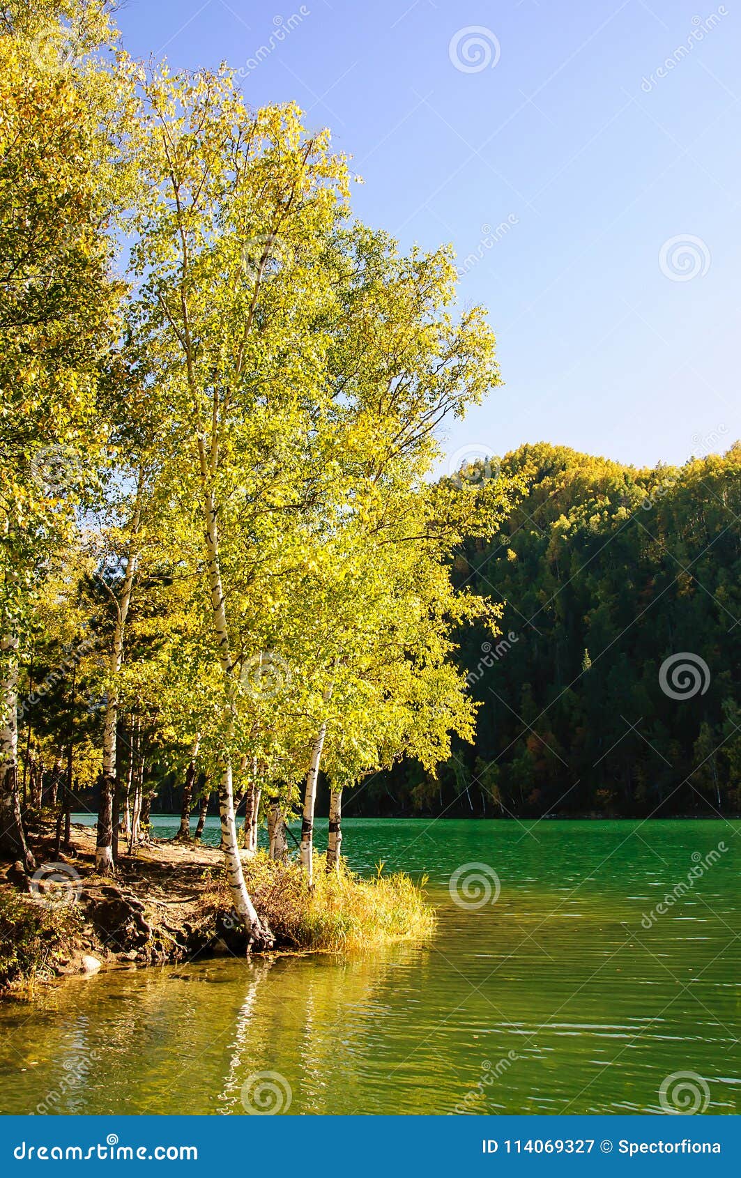 Mountain Autumn Green Siberia Lake With Reflection And Birch Stock