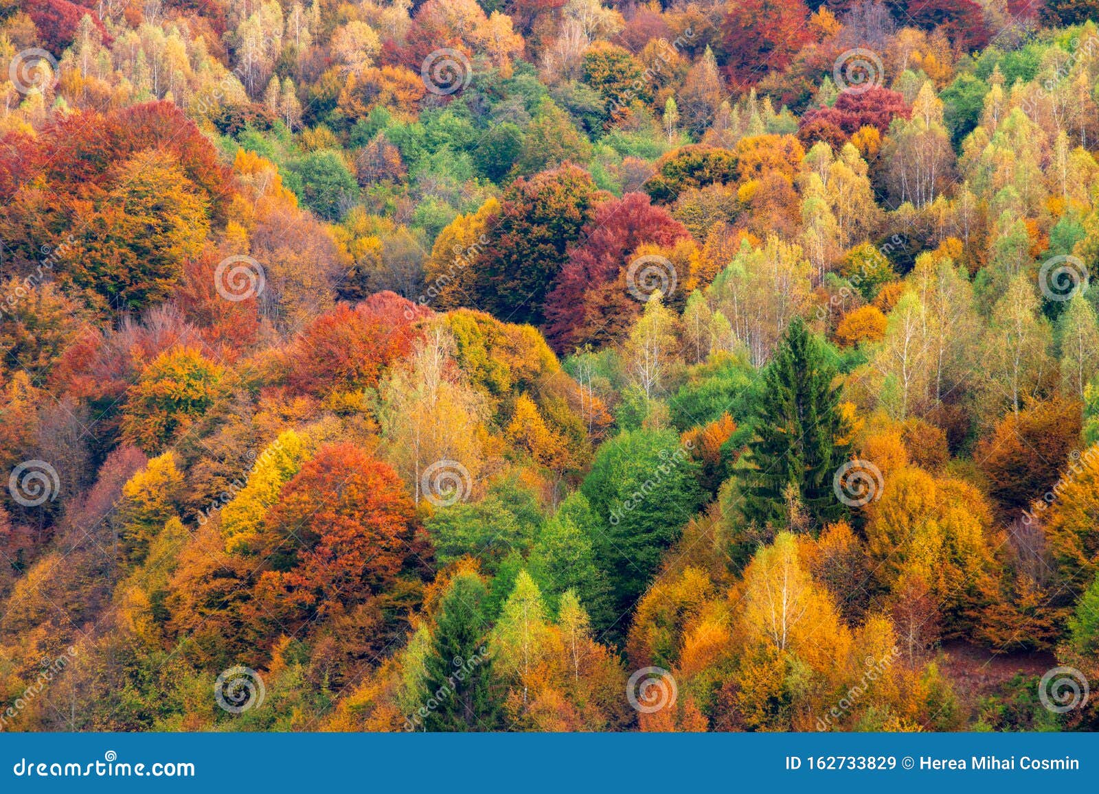 The Mountain Autumn Landscape With Colorful Forest Stock Image Image