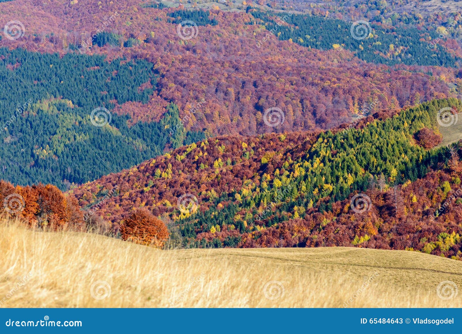 Mountain Autumn Landscape With Colorful Forest Horizontal Panoramic