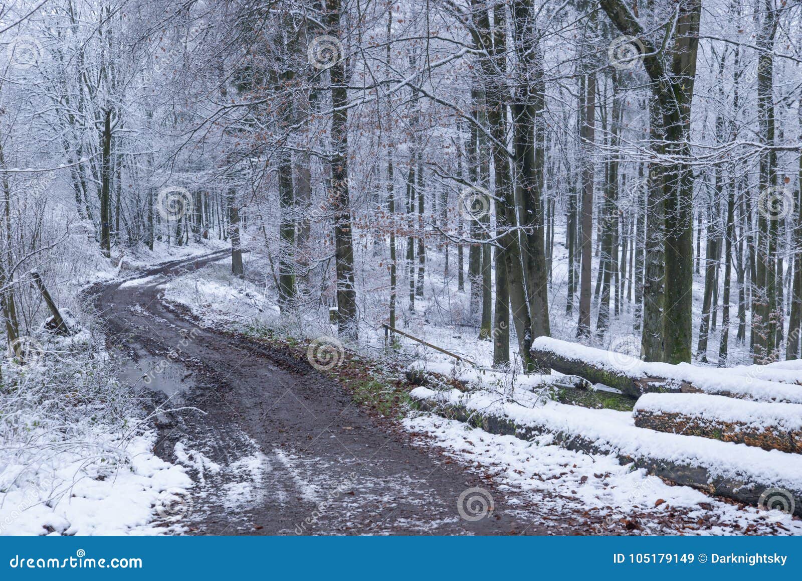 mountain beech forest with cut down trees during winter season