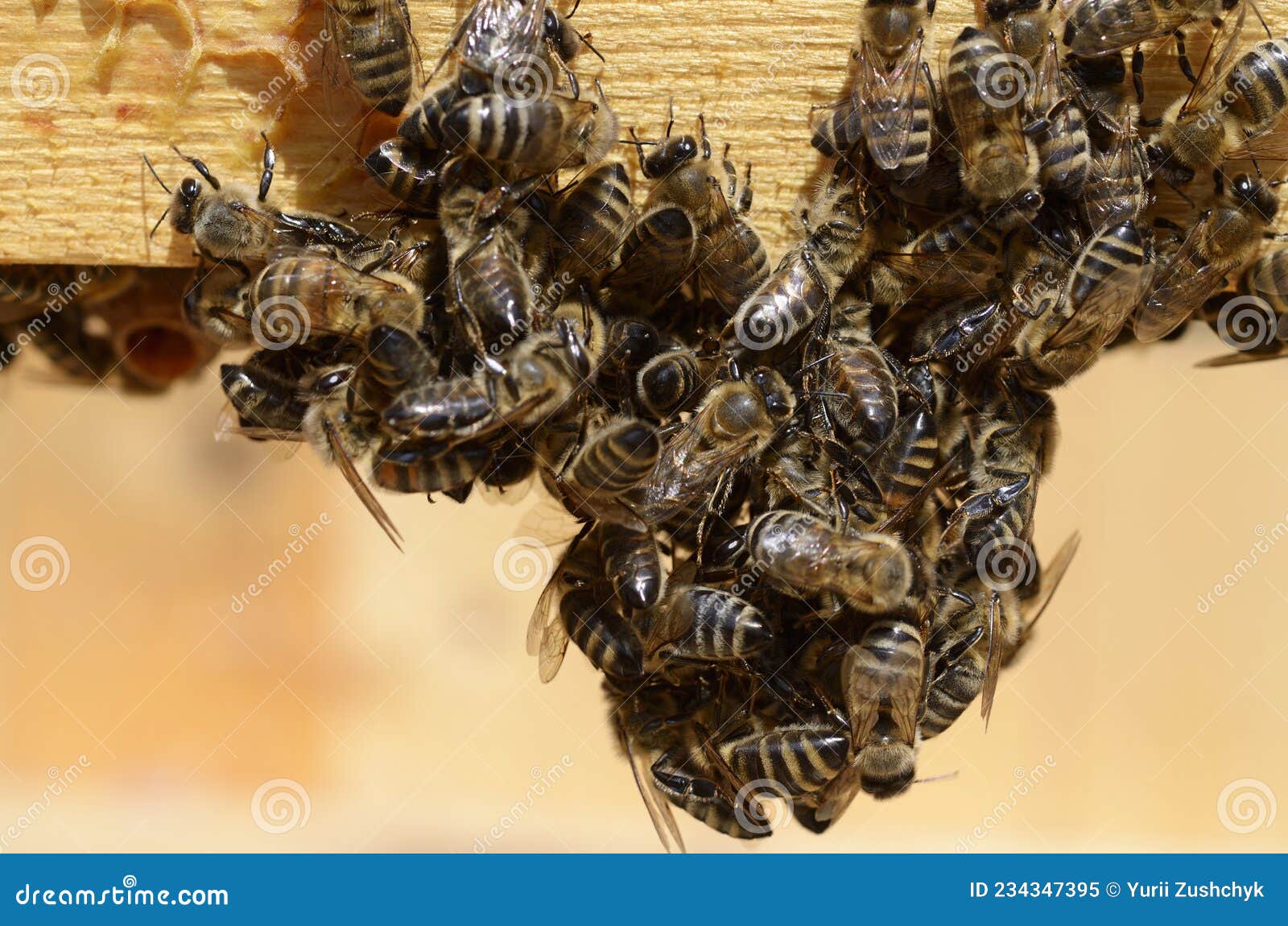 mountain bees swarming on a frame